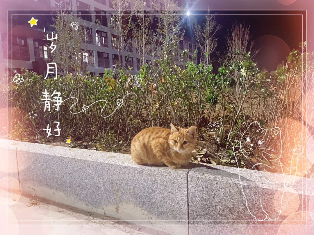 中恒猫咪图鉴