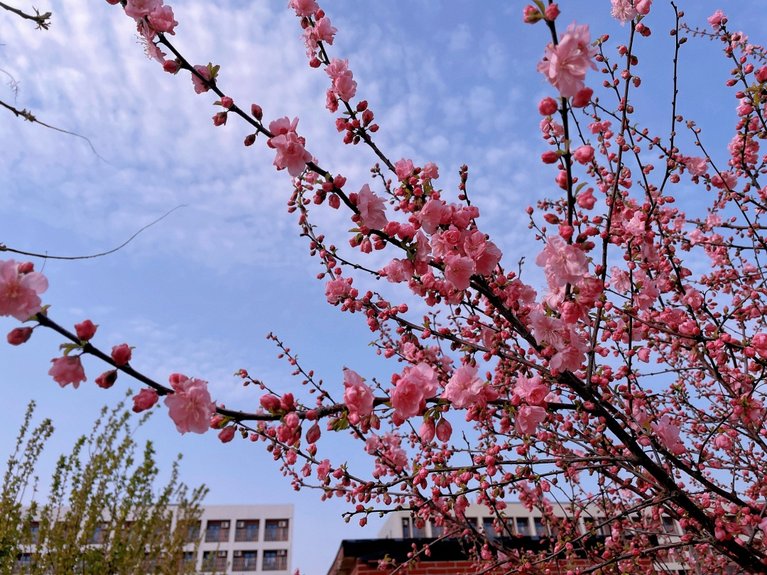 中恒花开正当时 莫负好春光