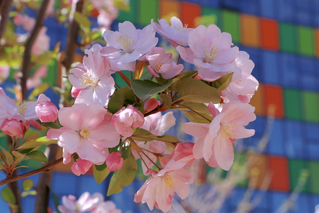 中恒花开正当时 莫负好春光