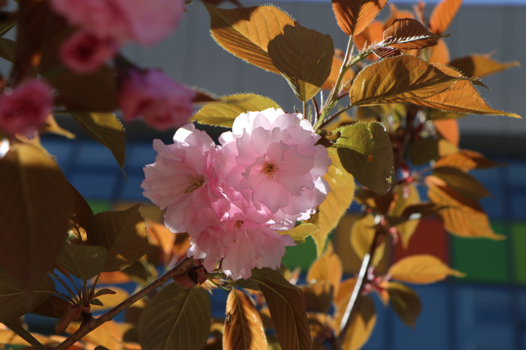 中恒花开正当时 莫负好春光